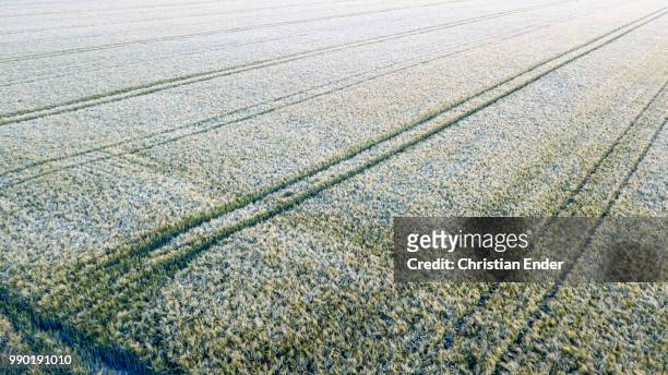 aerial view of a barley field in germany - göttingen stock-fotos und bilder