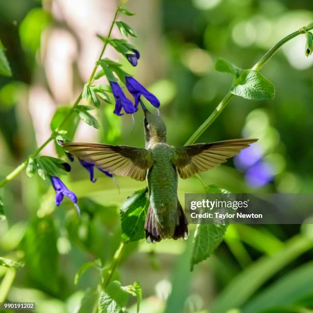 humming bird in flight - humming stock pictures, royalty-free photos & images
