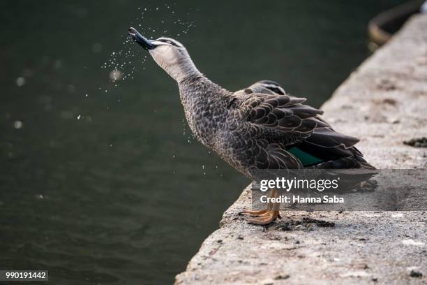 relaxing in the winter's sun - saba stock pictures, royalty-free photos & images