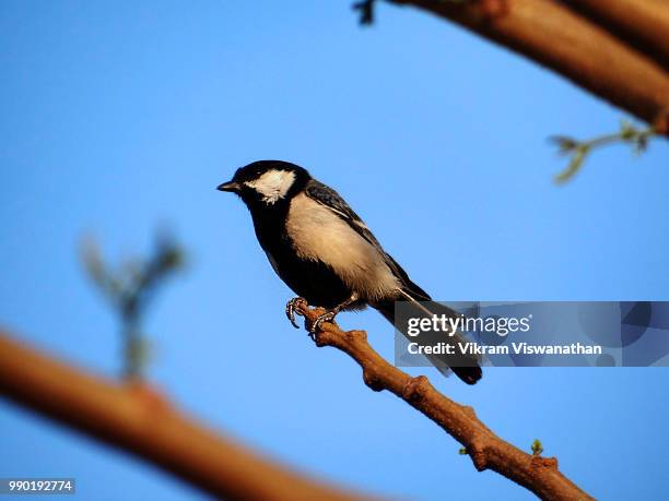 Higher Perch 3,081 High Perch Stock Photos, High-Res Pictures, and Images - Getty Images