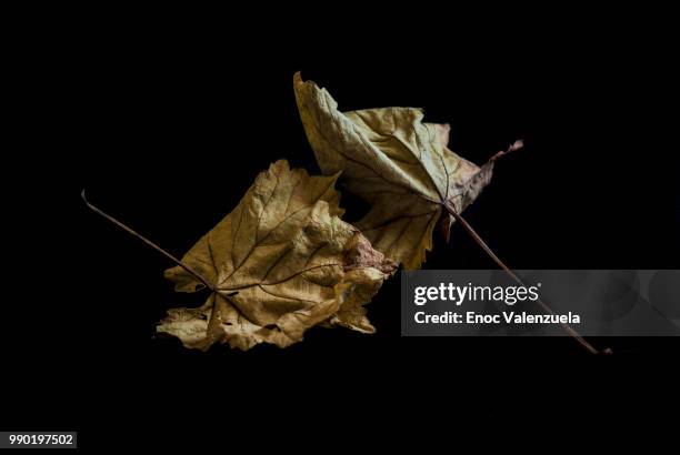 hojas secas - hojas imagens e fotografias de stock