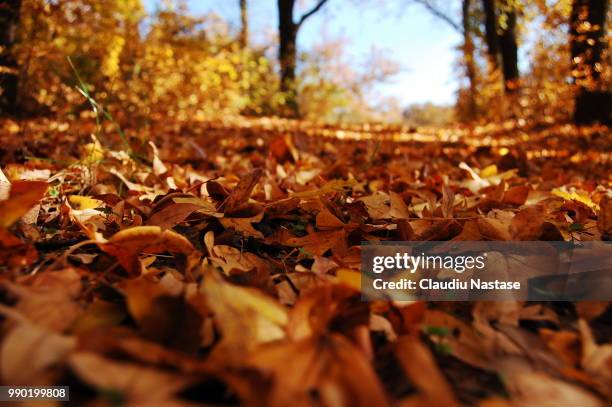 forest in autumn - nastase stock pictures, royalty-free photos & images