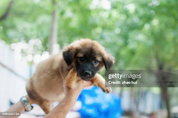 no trade, no abandon - leonberger stockfoto's en -beelden