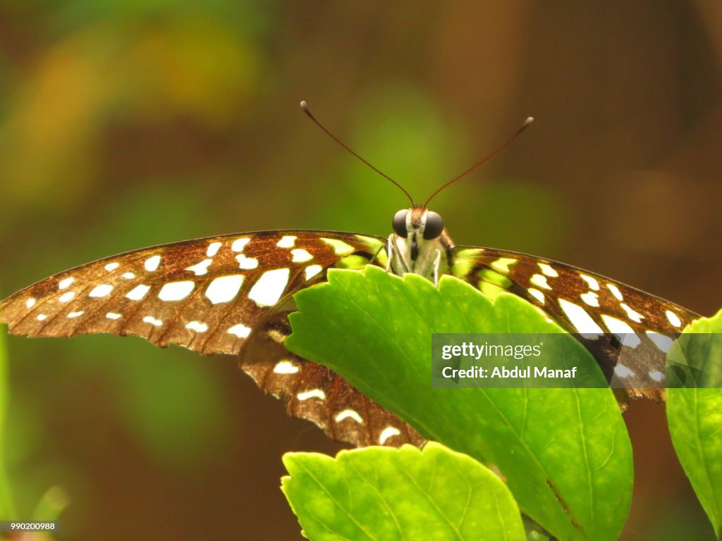 Tailed Jay Butterfly