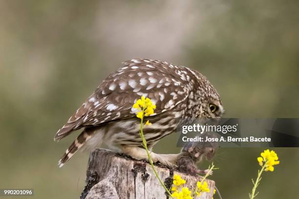 little owl (athene noctua) with house mouse (mus musculus) prey. - mus stock pictures, royalty-free photos & images