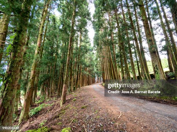 winding road with rows of big trees to the sides crossing a forest in of the terceira island in the azores islands, portugal. - woodland ストックフォトと画像