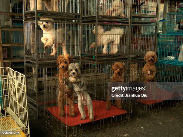 pet store - birdcage stock pictures, royalty-free photos & images