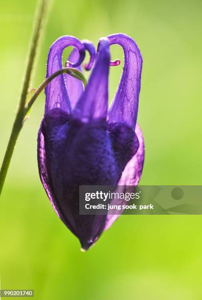 purple - park jung stockfoto's en -beelden