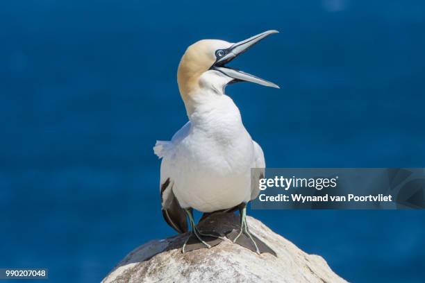 laughing gannet - bubis fotografías e imágenes de stock