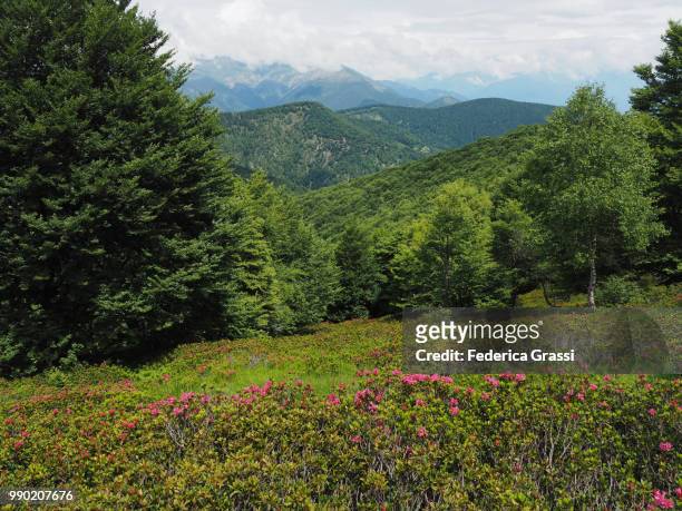 flowering wild rhododendrons on mount morissolo, lake maggiore, northern italy - cannobio stock pictures, royalty-free photos & images