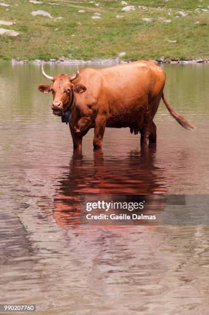 le bain de la vache - bain stock-fotos und bilder