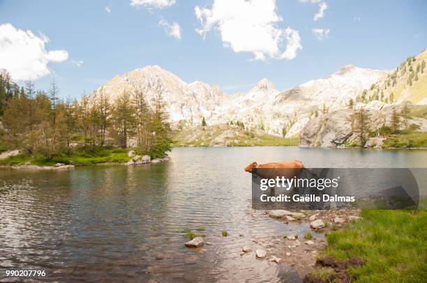 le bain de la vache - vache stock pictures, royalty-free photos & images