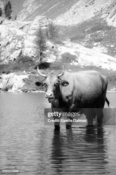 le bain de la vache - vache stock pictures, royalty-free photos & images