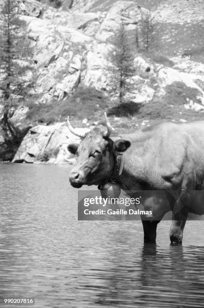 le bain de la vache - vache stock pictures, royalty-free photos & images