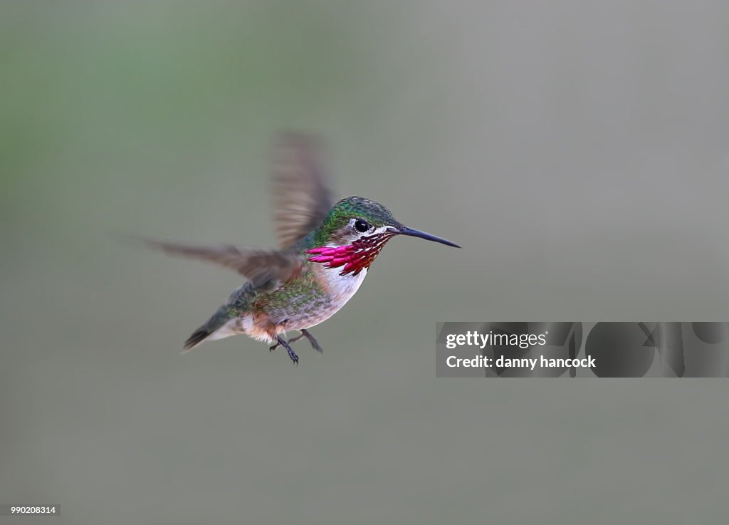 Male calliope hummingbird