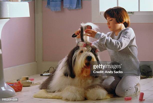 girl(7-9)brushing dog's hair in bathroom - old english sheepdog stock pictures, royalty-free photos & images