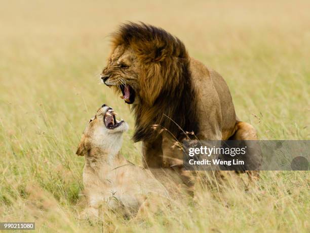 a pair of lions mating, serengeti, maasai mara, kenya. - tribu de áfrica oriental fotografías e imágenes de stock