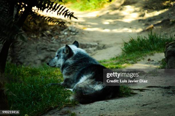 thinking wolf - silva v diaz stock pictures, royalty-free photos & images