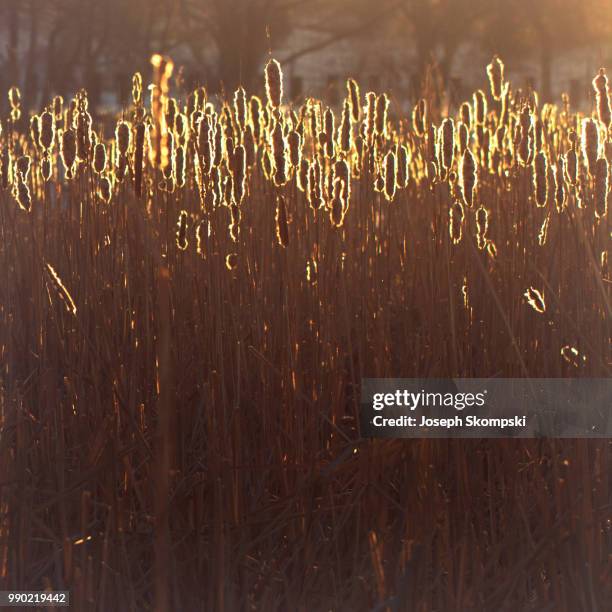 679 Joseph Reed Stock Photos, High-Res Pictures, and Images - Getty Images
