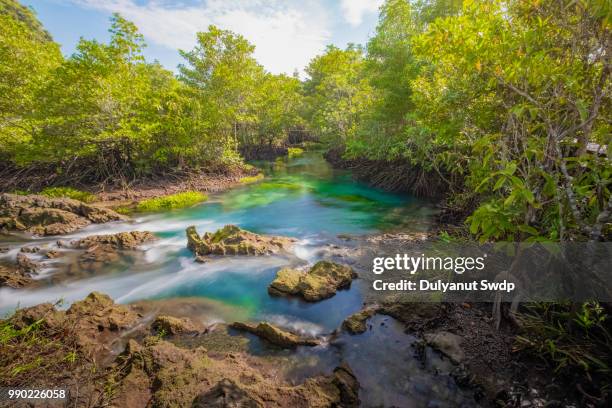 mangrove trees forest in krabi thailand. - canal trees stockfoto's en -beelden