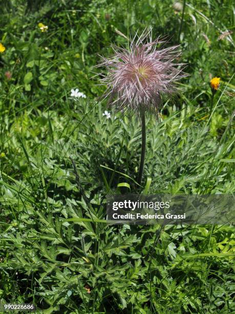 pulsatilla alpina seed pod at simplon pass - pulsatilla alpina stock pictures, royalty-free photos & images