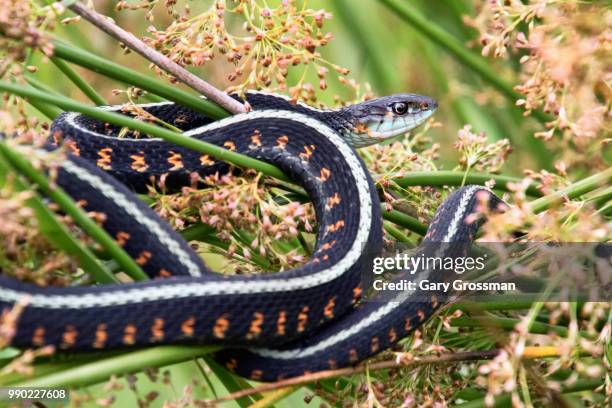 snake in the grass - squamata - fotografias e filmes do acervo