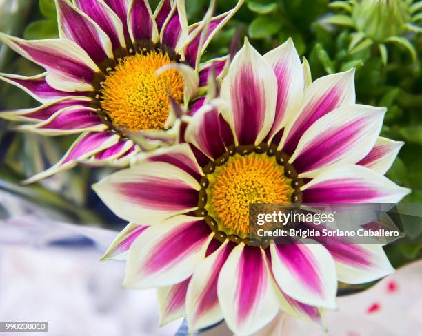 white and purple gazania flowers - gazania stock pictures, royalty-free photos & images