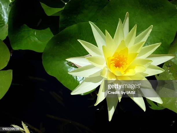 elegance of the yellow water-lily fully open at noon - kronblatt stock-fotos und bilder