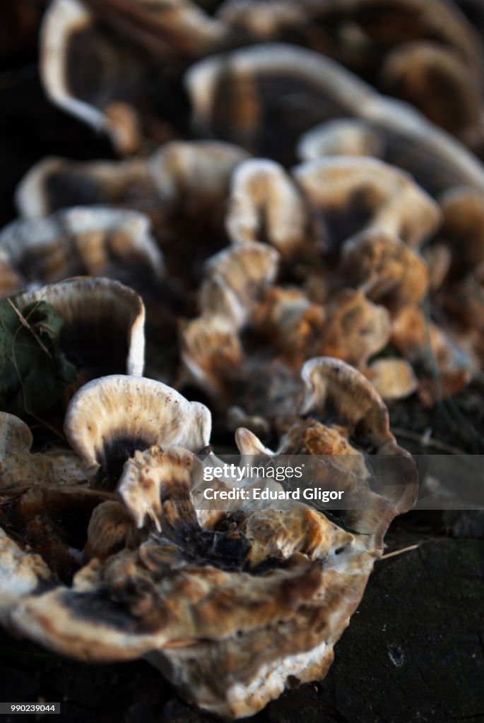 Shrooms