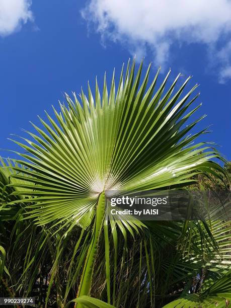 fan palm tree against blue sky - fan palm tree stock pictures, royalty-free photos & images