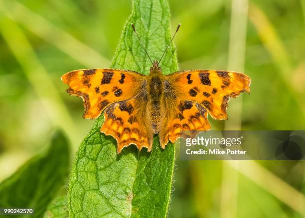 comma butterfly (polygonia c-album) - comma butterfly stock pictures, royalty-free photos & images