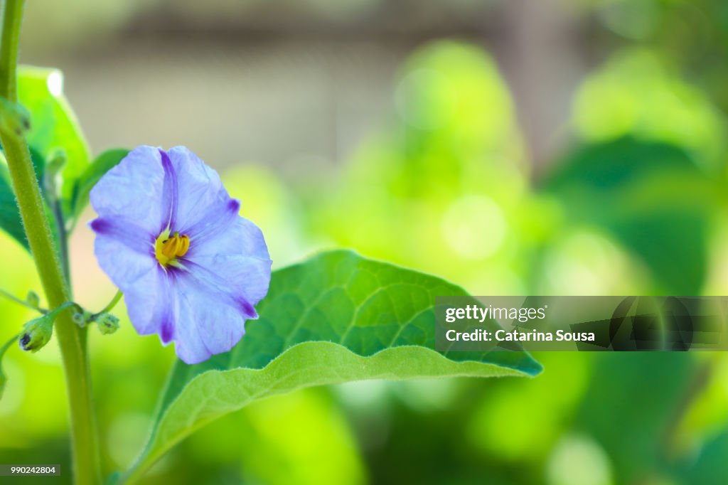 Solanum rantonnetii