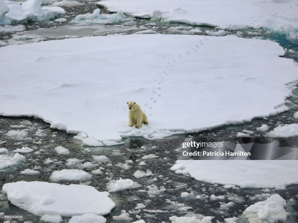 Polar bear in Svalbard, sitting on sea ice. Footprints behind.
