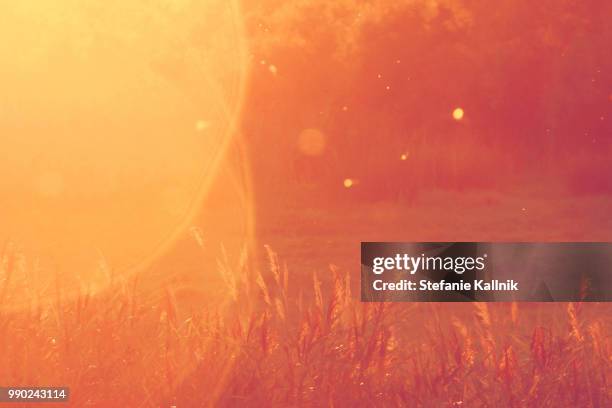 coucher du soleil en camargue - en:creative imagens e fotografias de stock