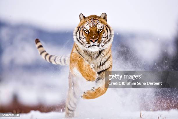 siberian tiger running towards camera - tigre siberiano fotografías e imágenes de stock