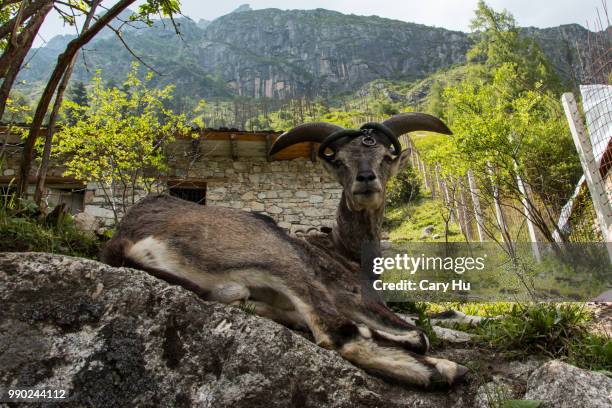 cuteargali - argali stock pictures, royalty-free photos & images