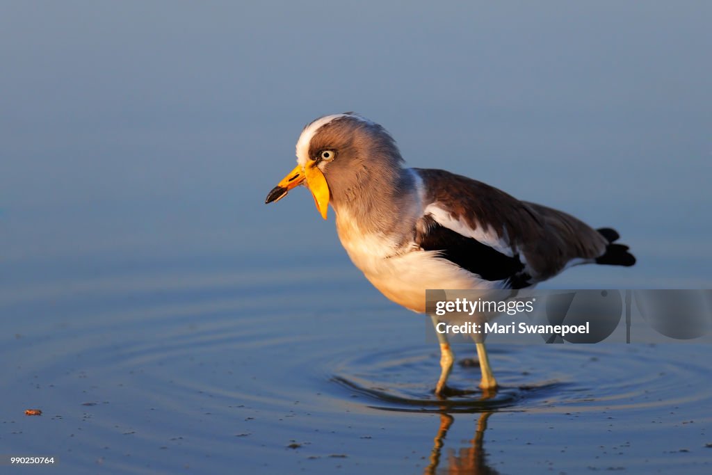 White-crowned lapwing in water