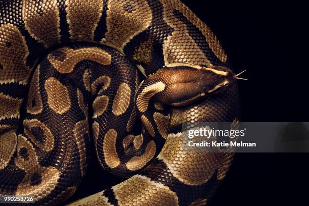 775 Python Coil Stock Photos, High-Res Pictures, and Images - Getty Images