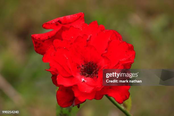 poppy - nathan rose stock pictures, royalty-free photos & images