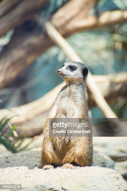meerkat - cirstea ストックフォトと画像