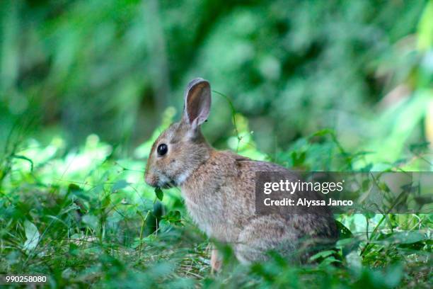 hare - cottontail stock pictures, royalty-free photos & images