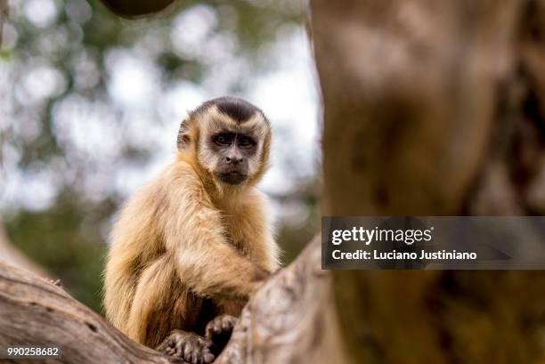 macaco prego 2 - prego stock pictures, royalty-free photos & images