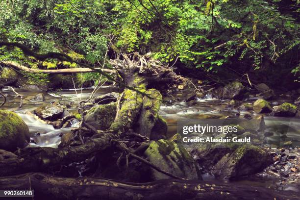 birks of aberfeldy - aberfeldy stock pictures, royalty-free photos & images