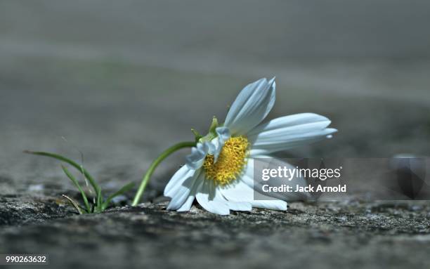 out of the cracks - bukettanemon bildbanksfoton och bilder