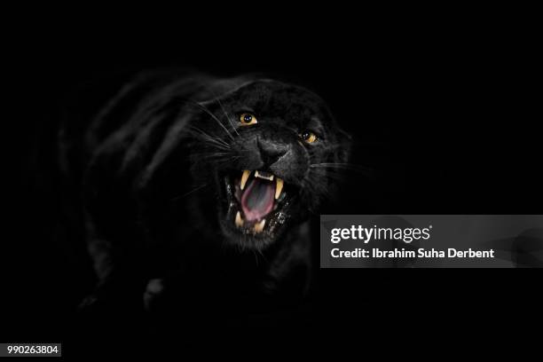 black leopard is roaring - black leopard stock pictures, royalty-free photos & images