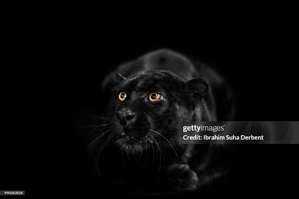 Black leopard is looking surprised