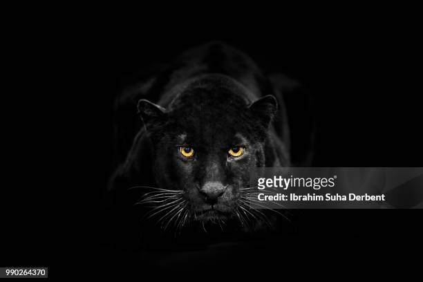 black leopard is looking to camera - black panthers cat stock pictures, royalty-free photos & images