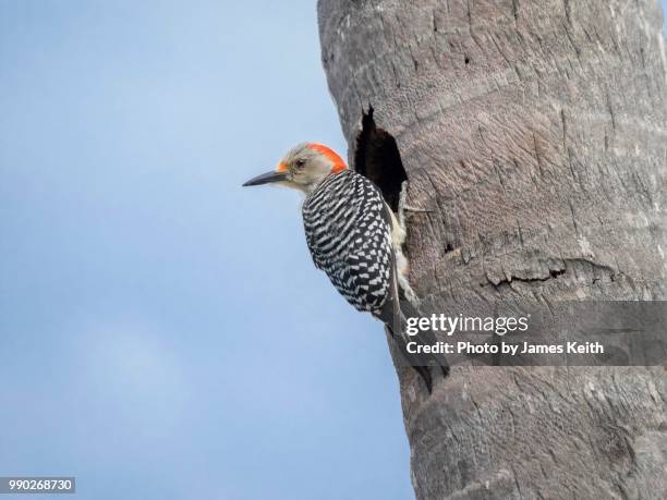 a red bellied woodpecker ready to enter its nest in the cavity of a palm tree. - allesfresser stock-fotos und bilder