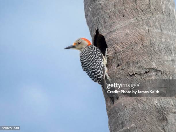 a red bellied woodpecker ready to enter its nest in the cavity of a palm tree. - onnivoro foto e immagini stock