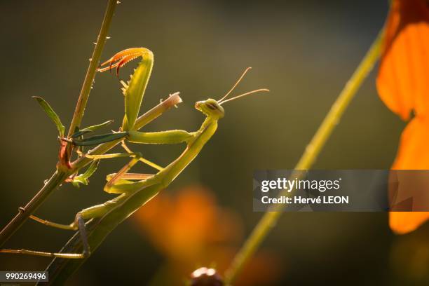 mante religieuse - grasshopper nymph stock pictures, royalty-free photos & images